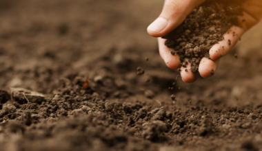 Entenda a importância de conhecer bem o solo de seu plantio.