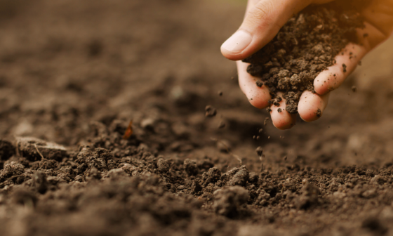 Entenda a importância de conhecer bem o solo de seu plantio.