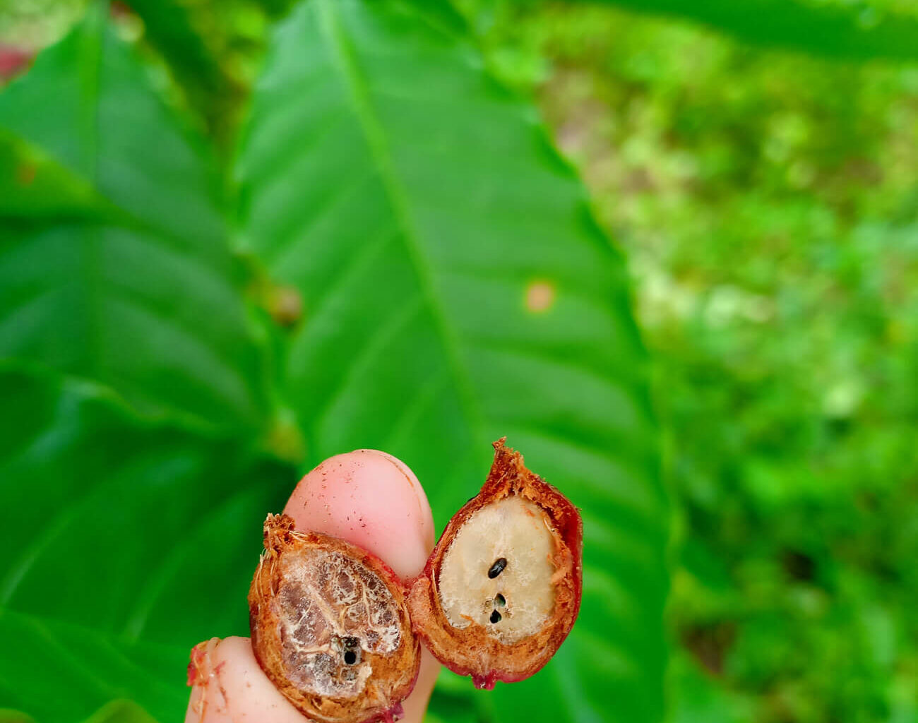 Broca do café: estratégias para controlar e proteger a sua plantação.