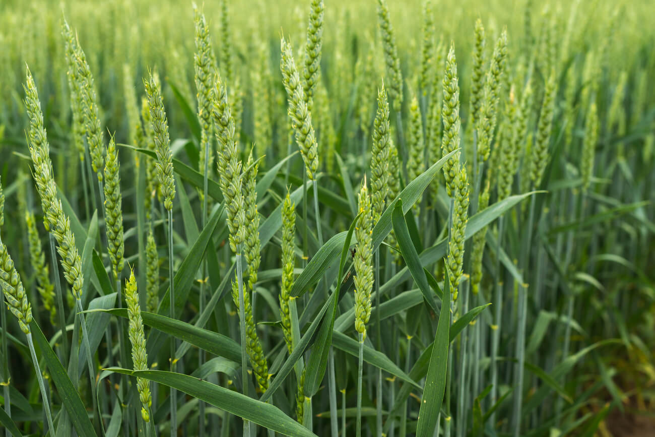 Descubra, no Universo AgroGalaxy, como fazer o melhor manejo da cultura do trigo.