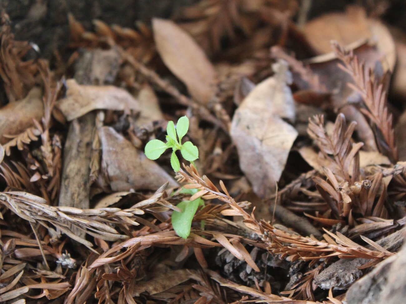 NOVO herbicida pré-emergente para SOJA e MILHO