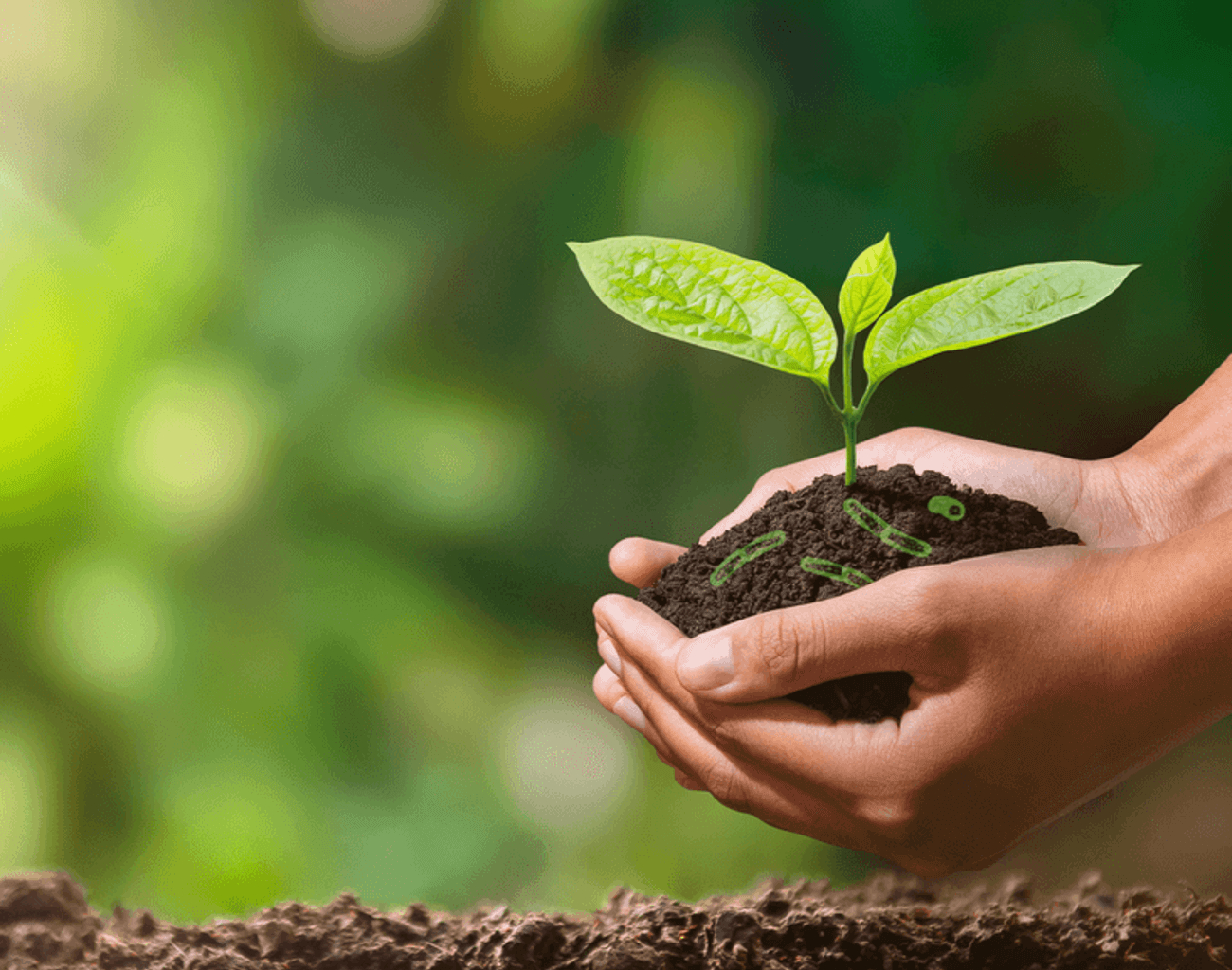 Confira como o tratamento do solo com bacilos pode ser benéfico para sua plantação.