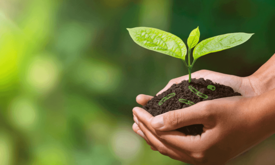 Confira como o tratamento do solo com bacilos pode ser benéfico para sua plantação.