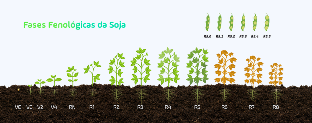 Ilustração demonstrando todas as fases fenológicas da soja.