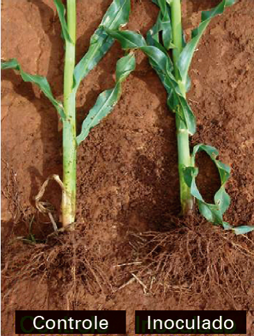 Fitohormnios que estimulam o crescimento das razes de diversas espcies de plantas.