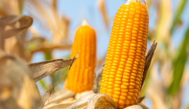 Tudo o que você precisa saber sobre a cultura do milho está no Universo AgroGalaxy