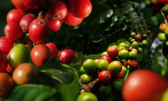 Conheça as doenças e cuidados necessários com a florada do café