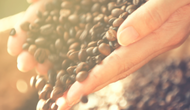 Conheça os tipos de café cultivados mais comuns