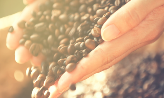 Conheça os tipos de café cultivados mais comuns
