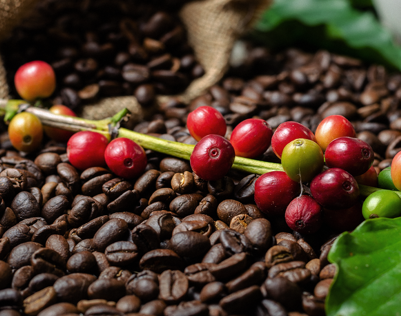 Café Arábica x Café Robusta. Você sabe qual a diferença? - Cafés