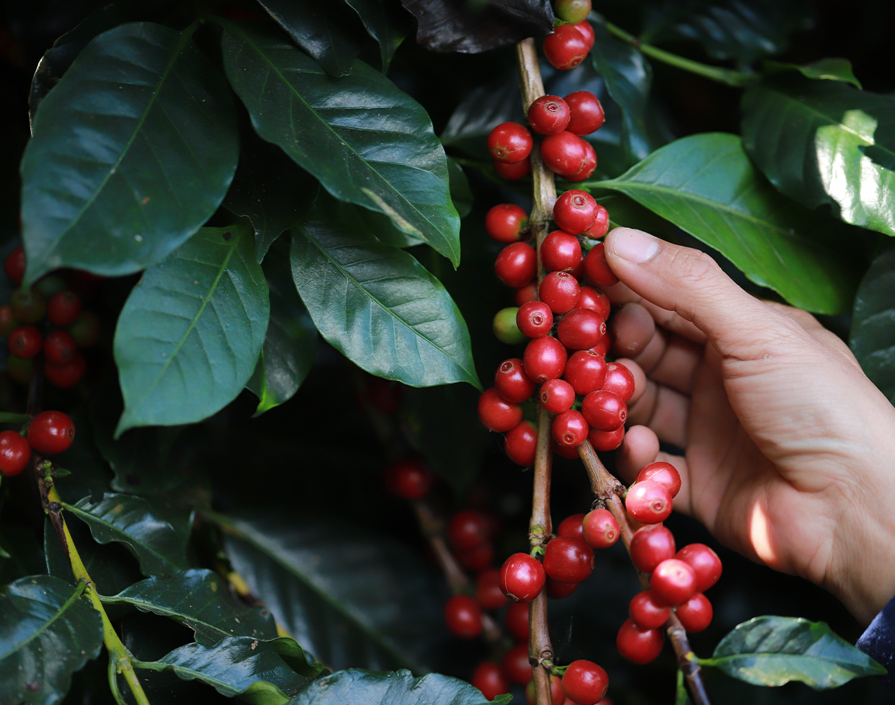 Veja qual a maneira correta de realizar a colheita do café