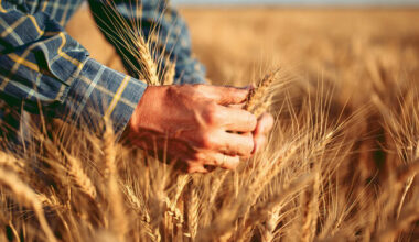 Mãos de homem realizando a colheita de grãos de trigo