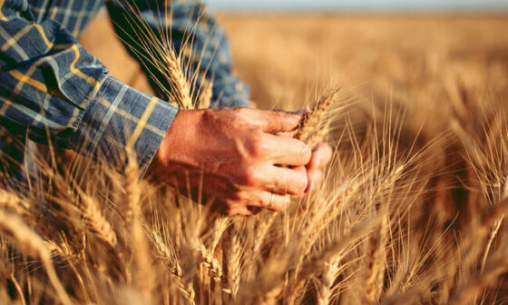 Mãos de homem realizando a colheita de grãos de trigo