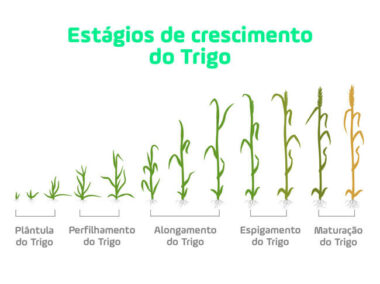 Ciclo Do Trigo Do Plantio Colheita Universo Agrogalaxy