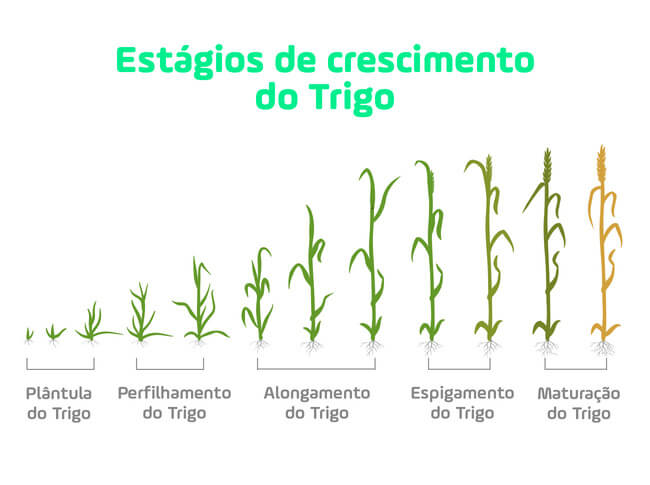 Entenda estágios do crescimento do Trigo