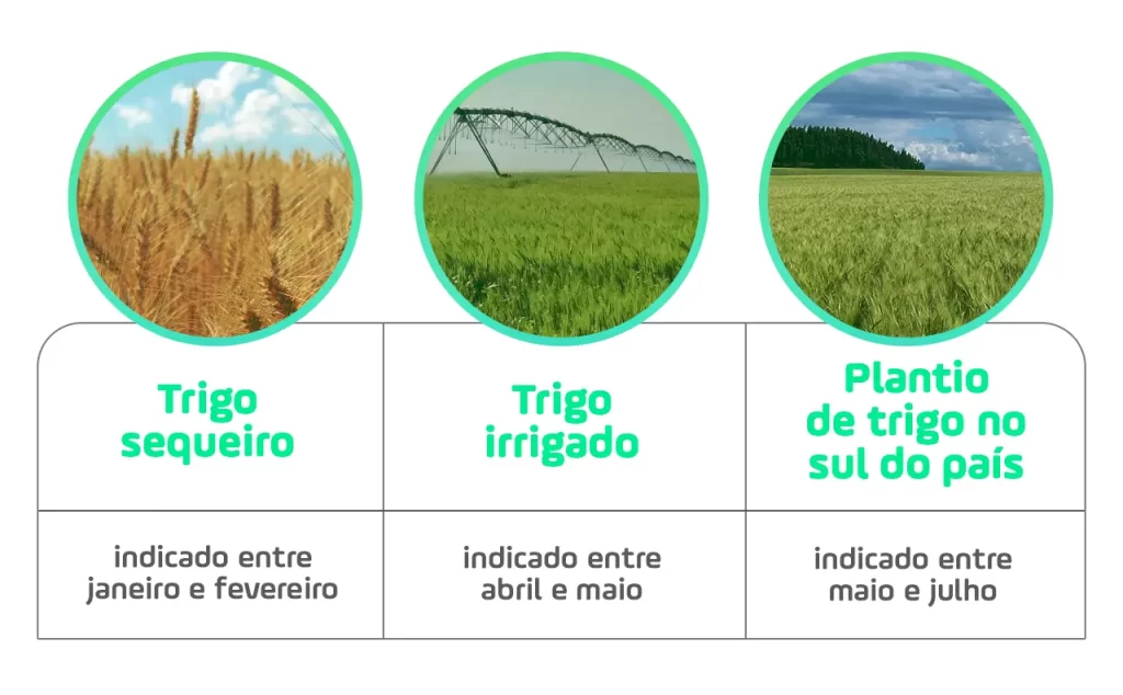 Saiba a época de plantio do trigo