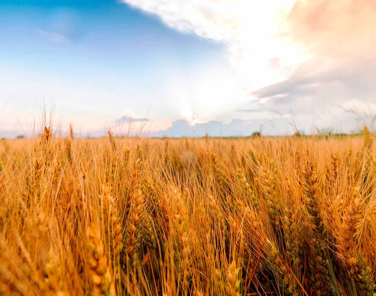 Saiba como a dessecação pré plantio pode ser útil na lavoura de trigo com o Universo AgroGalaxy