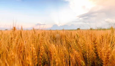 Saiba como a dessecação pré plantio pode ser útil na lavoura de trigo com o Universo AgroGalaxy