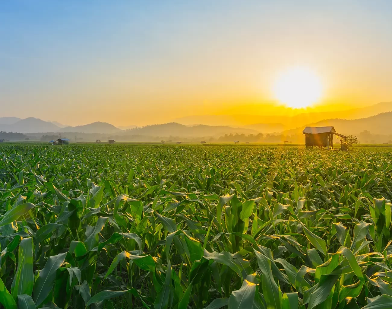 Produtividade do Milho por Hectare