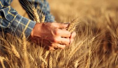 Tipos de Trigo: classificação e características