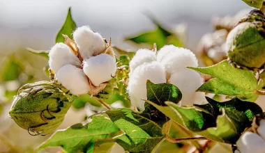 Conheça história da produção de algodão no Brasil