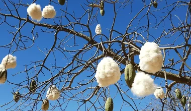 A cultura do algodão arbóreo