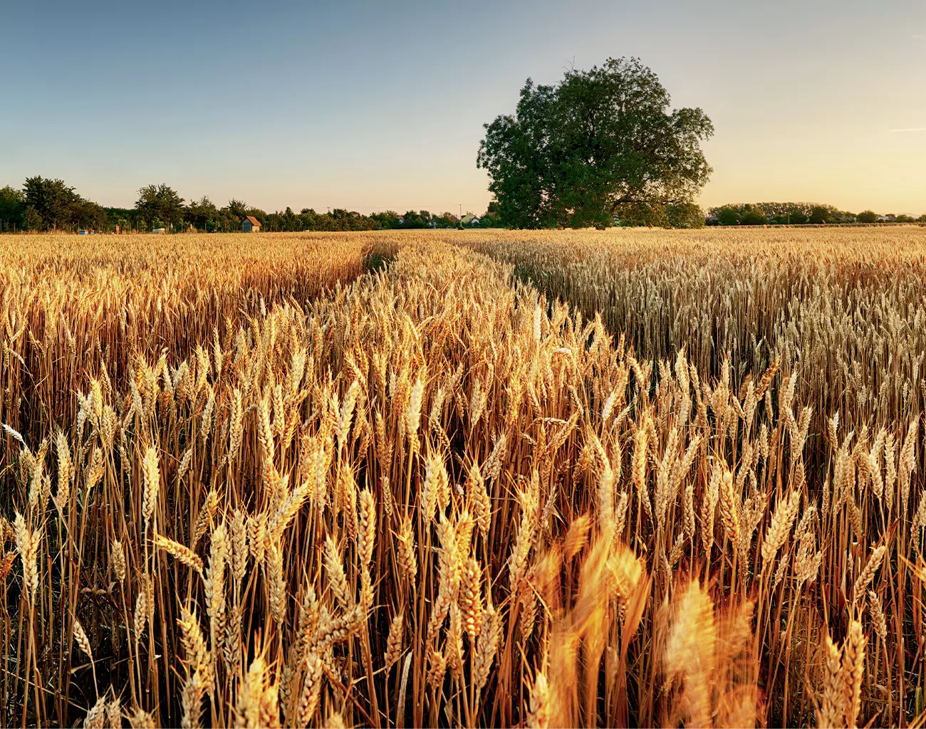 Produtividade do Trigo por Hectare