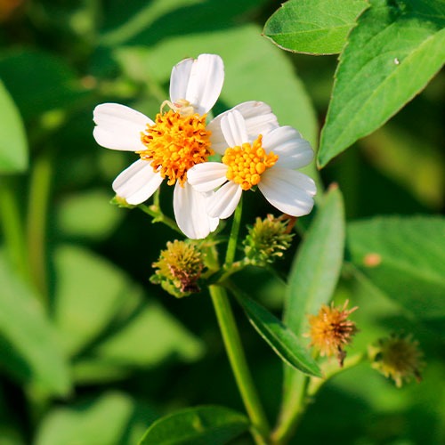 Flor da espécie de picão preto Bidens Pilosa