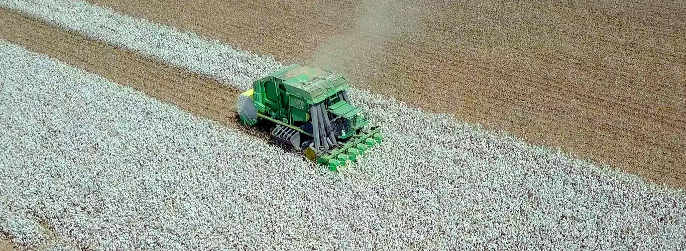 colheita de algodão