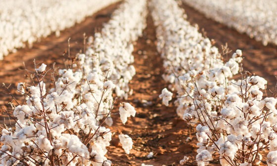 espaçamento do algodão boas praticas para o plantio