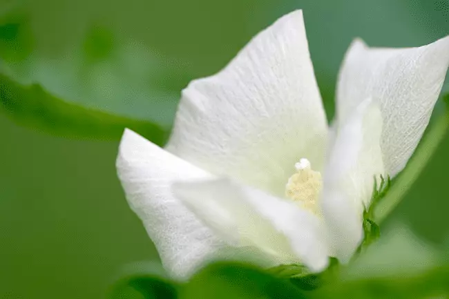 flor de algodão branca
