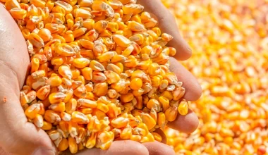 Armazenamento de grãos: como fazer?