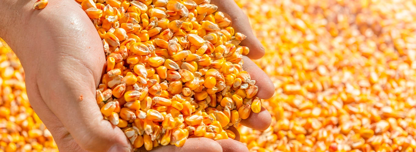 Armazenamento de grãos: como fazer?