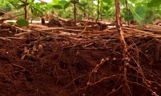 como controlar nematoides na soja