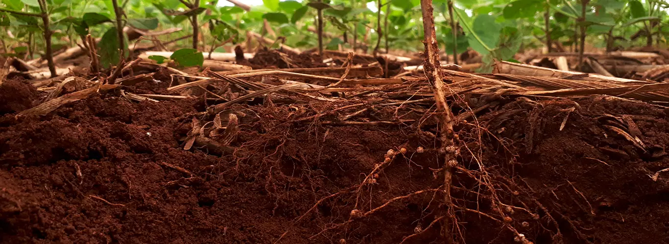 como controlar nematoides na soja