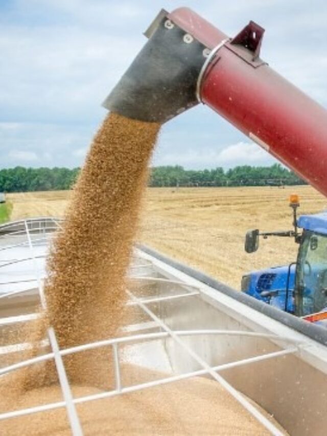 Armazenamento de grãos: como fazer corretamente?