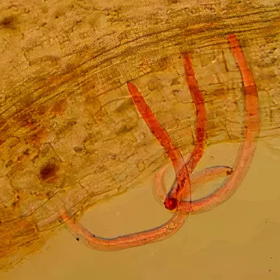 Nematoide reniforme