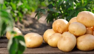 Plantio de Batata: guia rápido