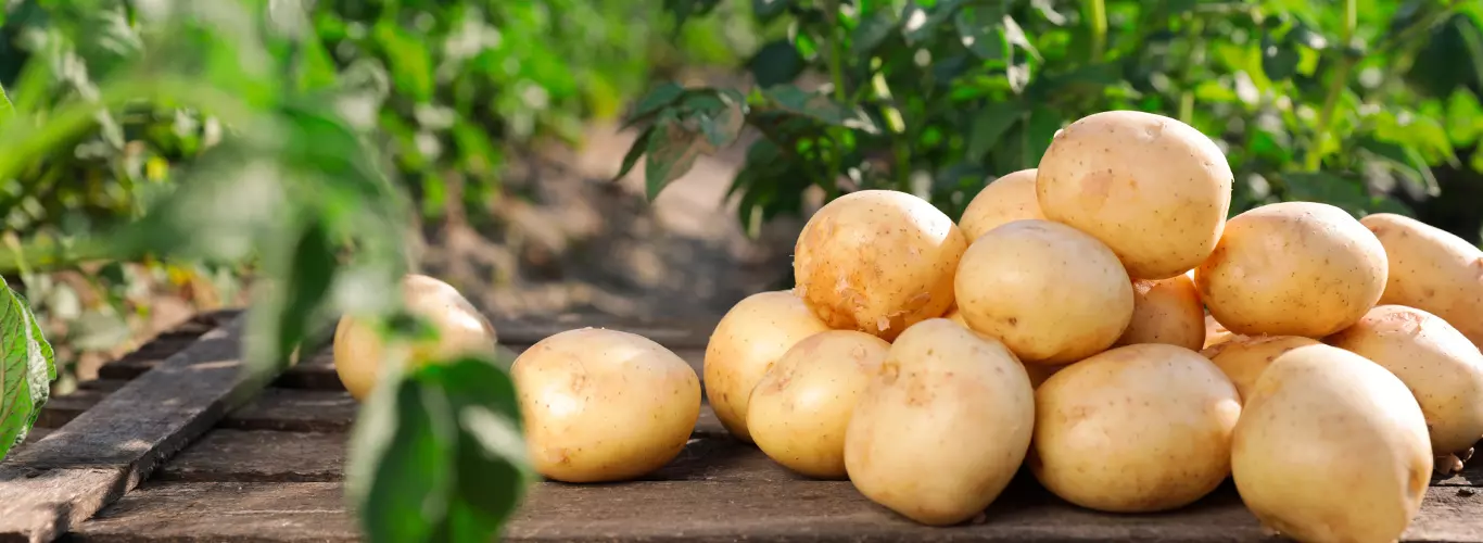 Plantio de Batata: guia rápido