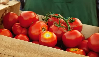 Cultivo de Tomate: o que preciso saber?