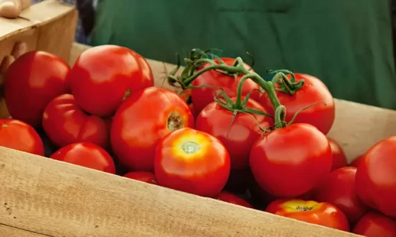 Cultivo de Tomate: o que preciso saber?