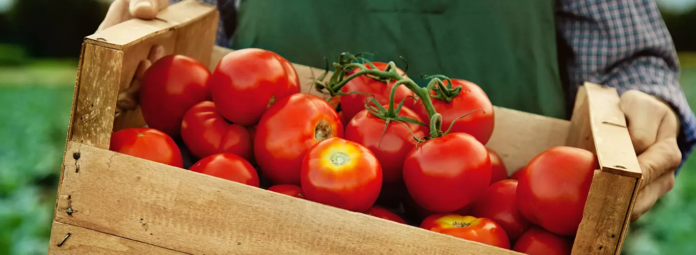 Cultivo de Tomate: o que preciso saber?