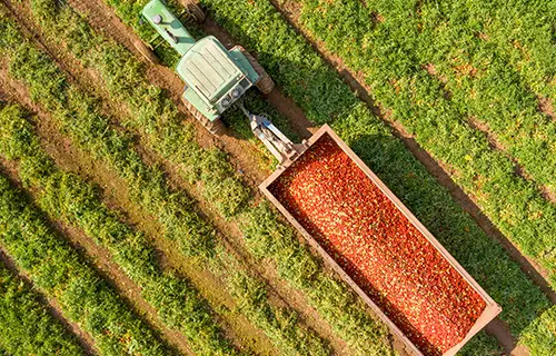 O tomateiro cresce na média de 1 a 3 metros de altura, podendo variar de acordo com a espécie de tomate.