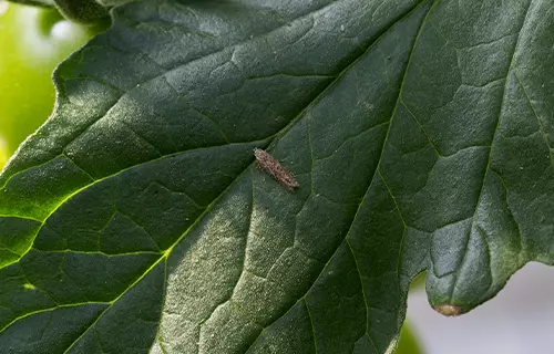 Também conhecida como "traça-do-tomateiro", a Tuta Absoluta é uma das pragas mais comuns nas plantações de tomate.