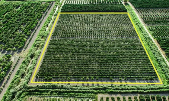 Entenda as medidas de Hectare e Alqueire