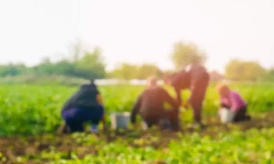 Entenda a importância da agricultura familiar no Brasil