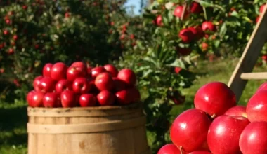 Saiba quais as frutas mais consumidas no Brasil