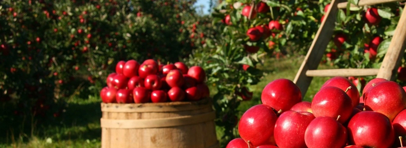 Saiba quais as frutas mais consumidas no Brasil