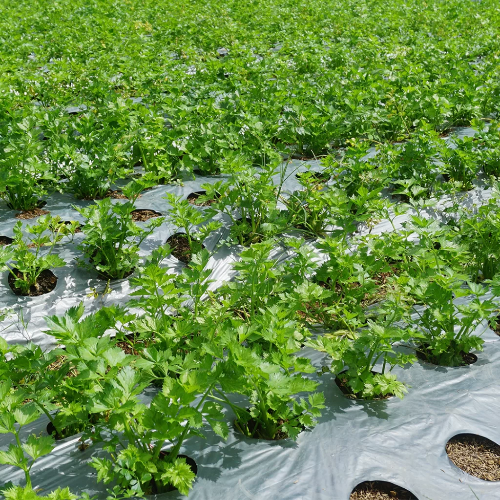 Entenda o cultivo convencional de hortaliças