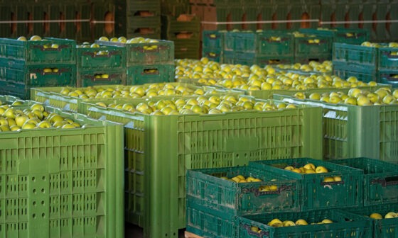 Como é a exportação de frutas no Brasil?